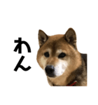 リアル柴犬スタンプ（個別スタンプ：1）