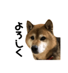 リアル柴犬スタンプ（個別スタンプ：2）