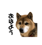 リアル柴犬スタンプ（個別スタンプ：3）