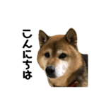 リアル柴犬スタンプ（個別スタンプ：4）
