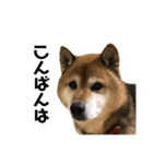 リアル柴犬スタンプ（個別スタンプ：5）