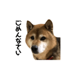 リアル柴犬スタンプ（個別スタンプ：7）