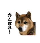 リアル柴犬スタンプ（個別スタンプ：9）