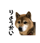 リアル柴犬スタンプ（個別スタンプ：10）