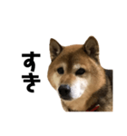 リアル柴犬スタンプ（個別スタンプ：12）