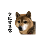 リアル柴犬スタンプ（個別スタンプ：14）