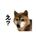 リアル柴犬スタンプ（個別スタンプ：16）