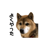 リアル柴犬スタンプ（個別スタンプ：18）