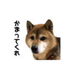 リアル柴犬スタンプ（個別スタンプ：22）