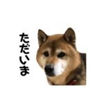 リアル柴犬スタンプ（個別スタンプ：27）