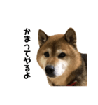 リアル柴犬スタンプ（個別スタンプ：28）