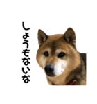 リアル柴犬スタンプ（個別スタンプ：32）