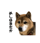 リアル柴犬スタンプ（個別スタンプ：34）