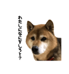 リアル柴犬スタンプ（個別スタンプ：36）