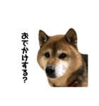 リアル柴犬スタンプ（個別スタンプ：38）