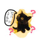 あんこの日常①（個別スタンプ：1）