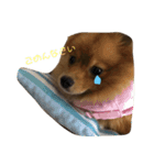 まろんの1日（個別スタンプ：6）