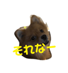 まろんの1日（個別スタンプ：10）