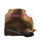 まろんの1日（個別スタンプ：15）
