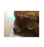 まろんの1日（個別スタンプ：16）