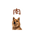 豆柴あんこ2（個別スタンプ：16）