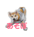 くぅたの1日（個別スタンプ：1）