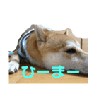 くぅたの1日（個別スタンプ：5）