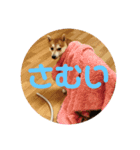 くぅたの1日（個別スタンプ：6）