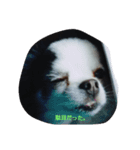 殿君スタンプ（個別スタンプ：1）