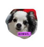 殿君スタンプ（個別スタンプ：7）