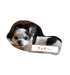 殿君スタンプ（個別スタンプ：8）