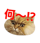 しなじんスタンプ2（個別スタンプ：7）