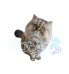 しなじんスタンプ2（個別スタンプ：8）