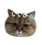 しなじんスタンプ2（個別スタンプ：12）