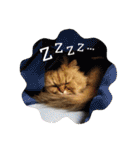 しなじんスタンプ2（個別スタンプ：19）