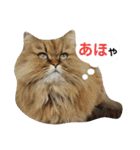 しなじんスタンプ2（個別スタンプ：23）