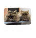 しなじんスタンプ2（個別スタンプ：29）