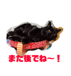 うちの猫と日常会話（個別スタンプ：5）