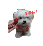 愛しのマルチーズサラン（個別スタンプ：1）