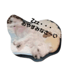 愛しのマルチーズサラン（個別スタンプ：5）