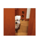 愛しのマルチーズサラン（個別スタンプ：9）