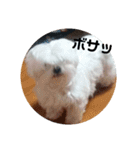 愛しのマルチーズサラン（個別スタンプ：10）