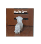 愛しのマルチーズサラン（個別スタンプ：12）