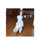 愛しのマルチーズサラン（個別スタンプ：14）