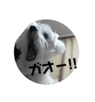 愛しのマルチーズサラン（個別スタンプ：17）