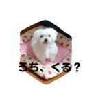愛しのマルチーズサラン（個別スタンプ：22）