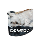 愛しのマルチーズサラン（個別スタンプ：26）