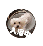 愛しのマルチーズサラン（個別スタンプ：36）