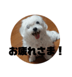 愛しのマルチーズサラン（個別スタンプ：37）