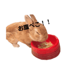 ぼくの名前はずんだ（個別スタンプ：5）